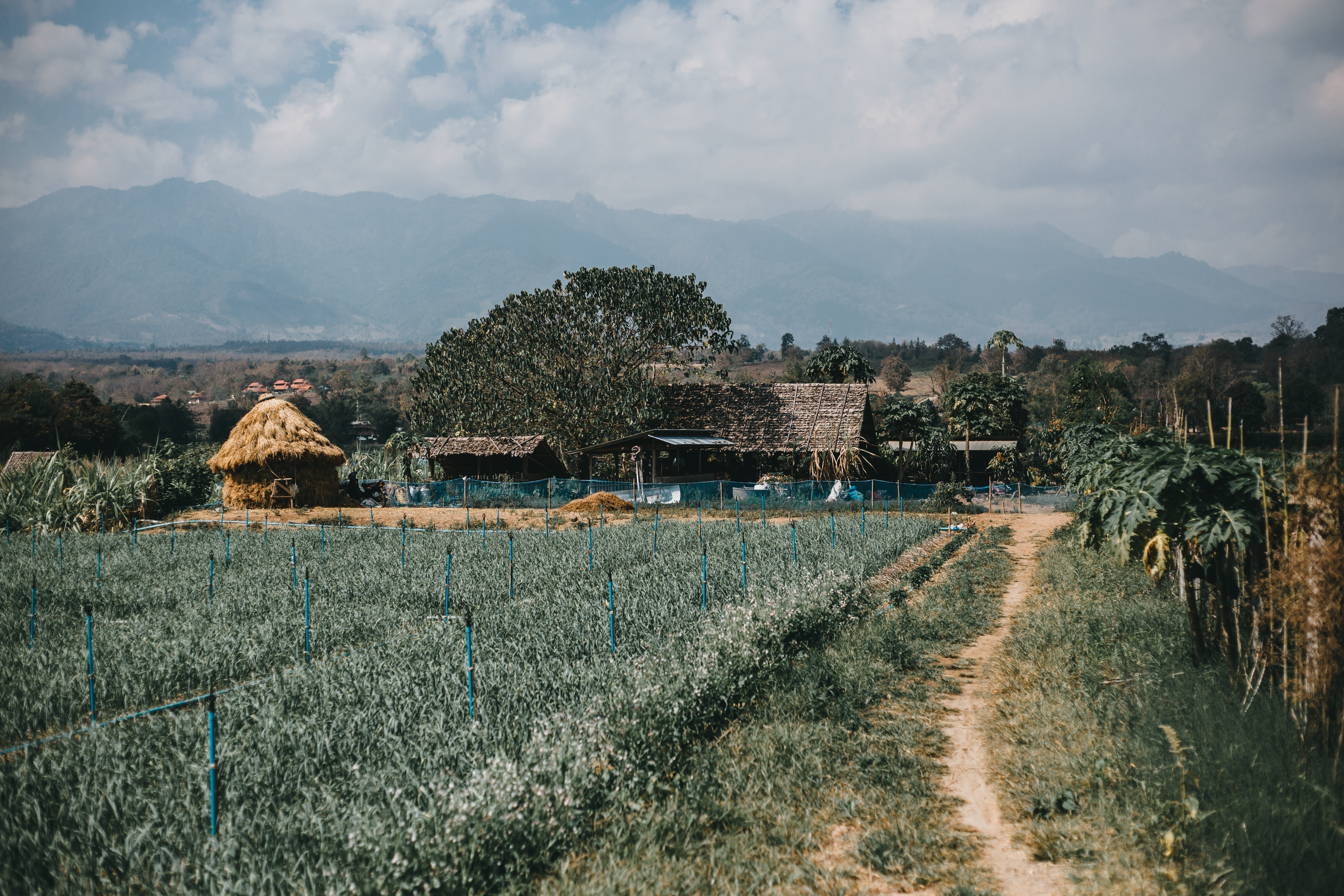 African Farms